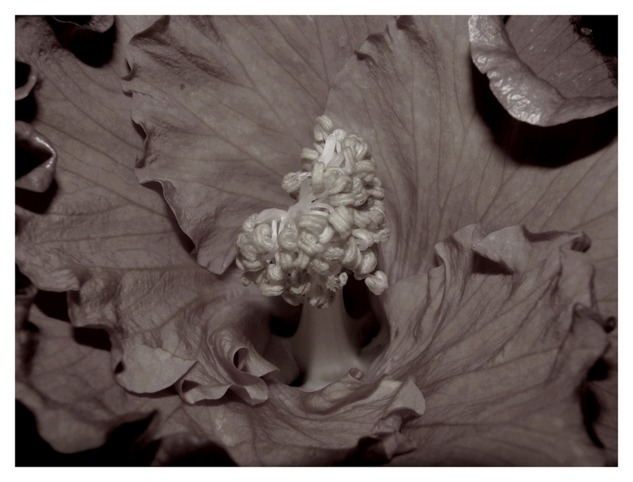 Un árbol en una flor.