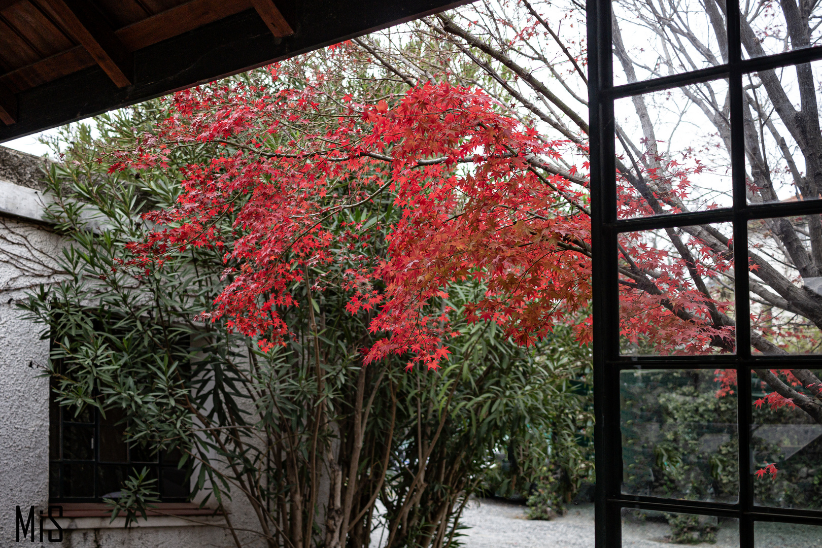 Un árbol maravilloso