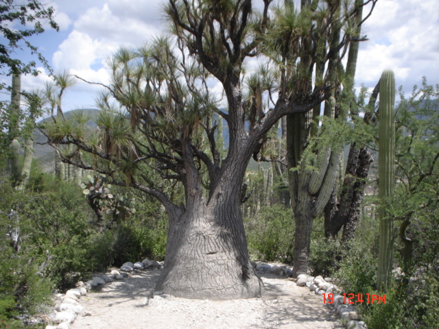 un arbol milenario de mas de 1500 años de edad.