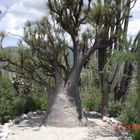 un arbol milenario de mas de 1500 años de edad.