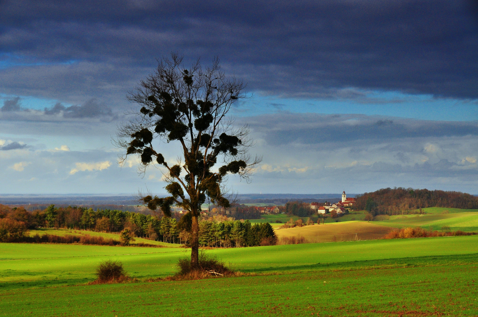 un arbre