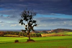 un arbre