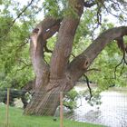 Un arbre ancien au Parc des Buttes Chaumont