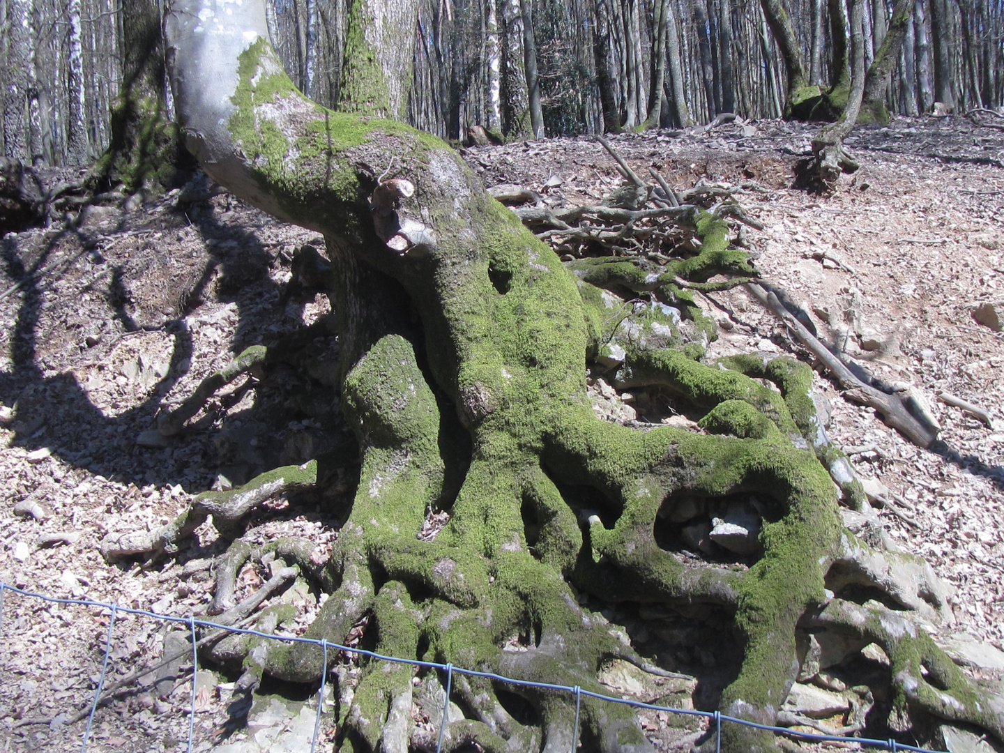 Un arbre bien tortueux !