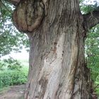 Un arbre blessé