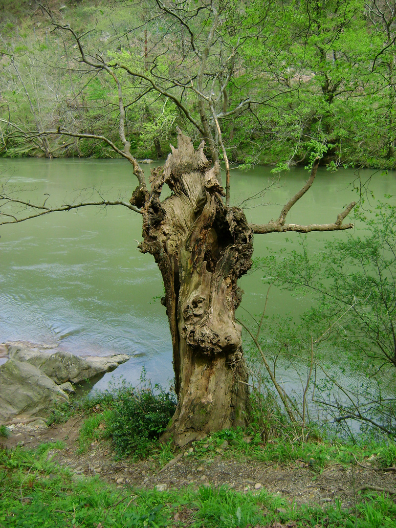 un arbre blessé