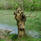 un arbre blessé