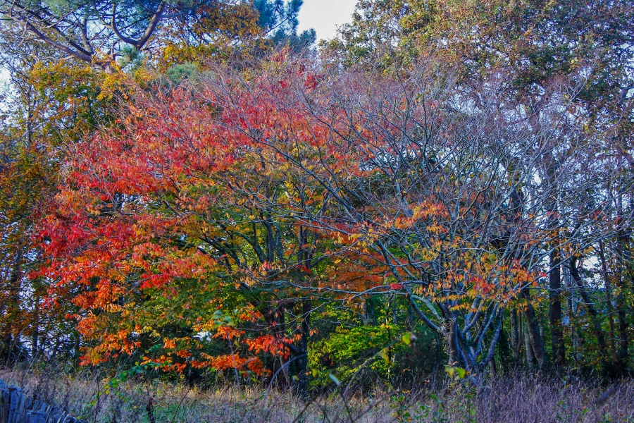 Un arbre coloré
