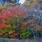 Un arbre coloré