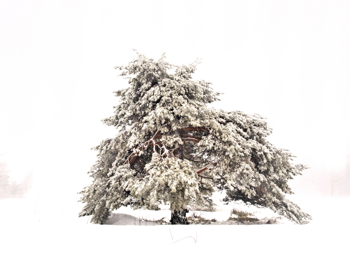 un arbre dans la neige - Ein Baum im Schnee