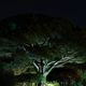 Un arbre dans la nuit