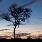 Un arbre dans la nuit