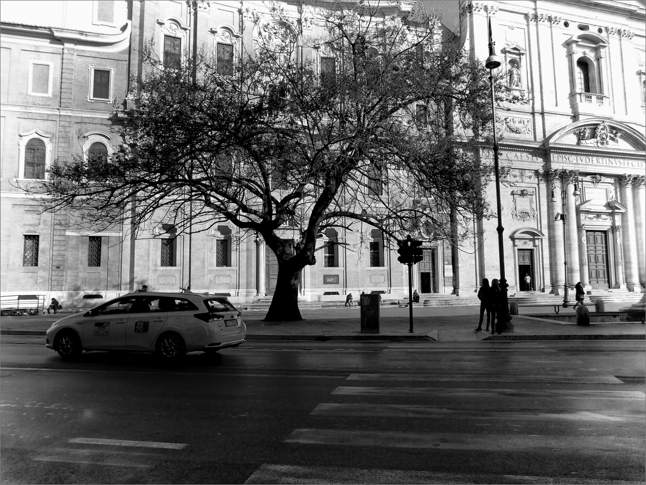 Un arbre dans la ville