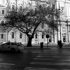 Un arbre dans la ville