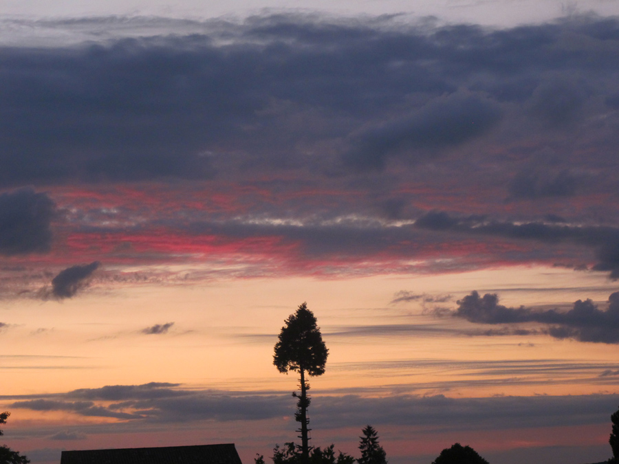 un arbre dans le ciel rose 2...