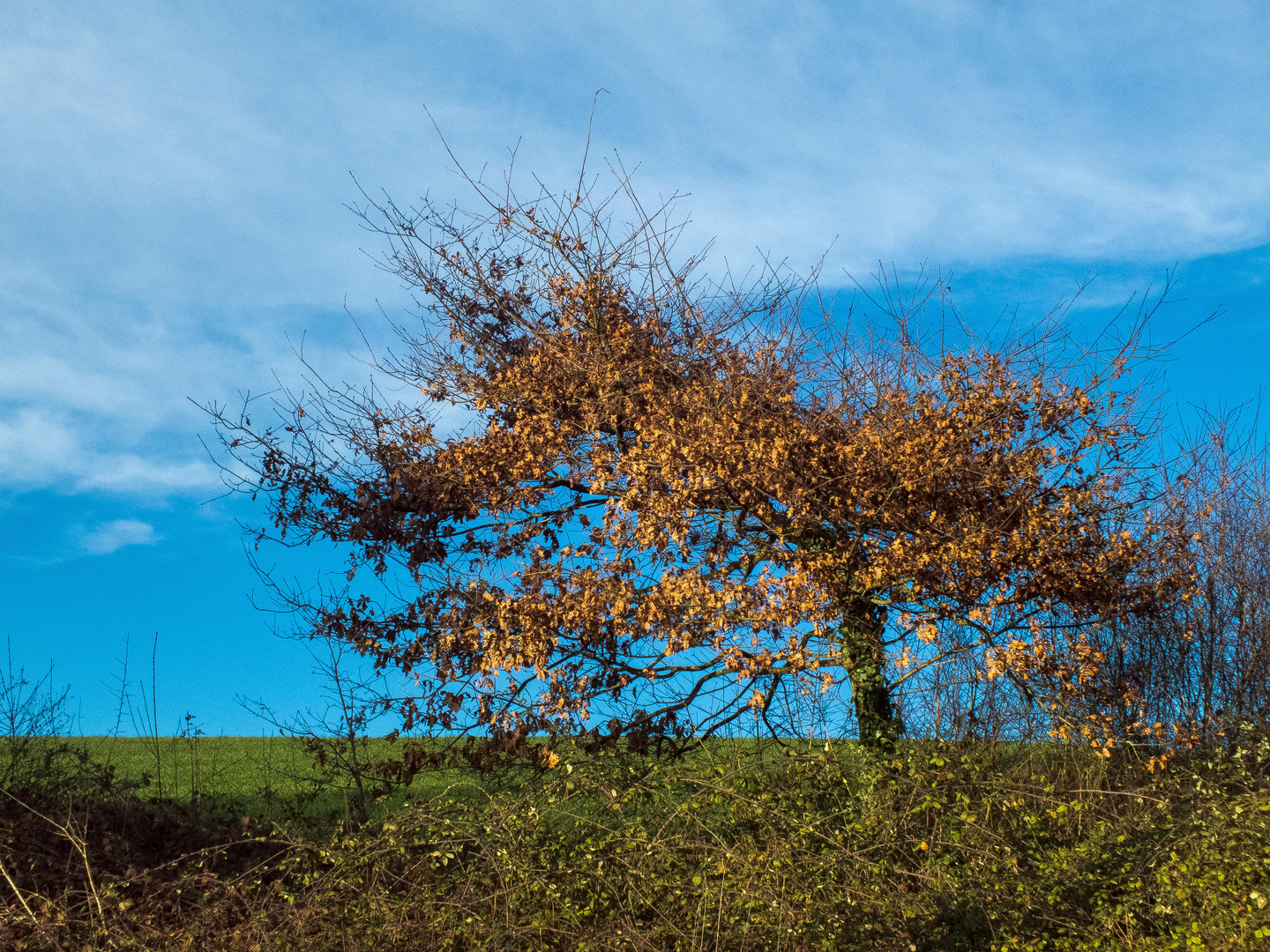 Un arbre de +