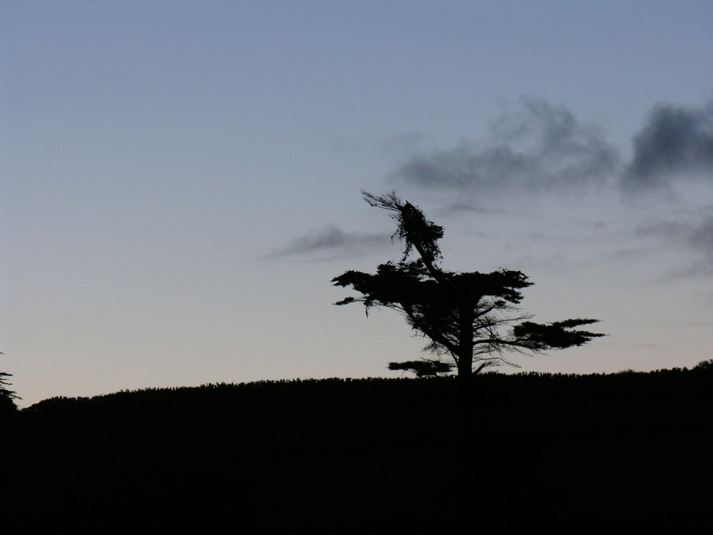 un arbre de nuit