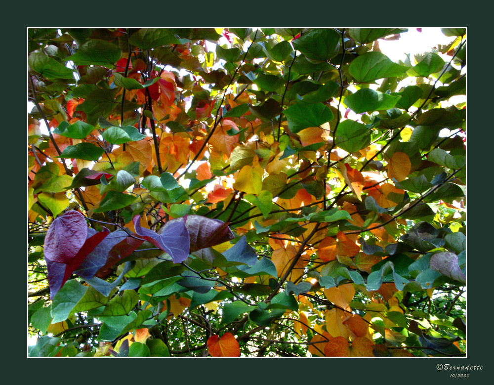 Un arbre de toutes les couleurs