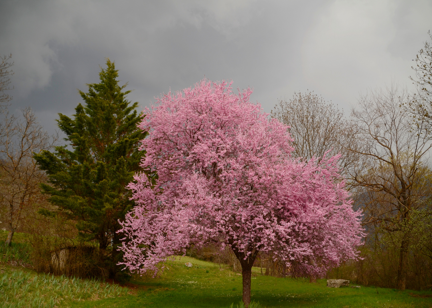 * un arbre en fleurs *