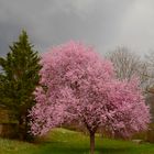 * un arbre en fleurs *