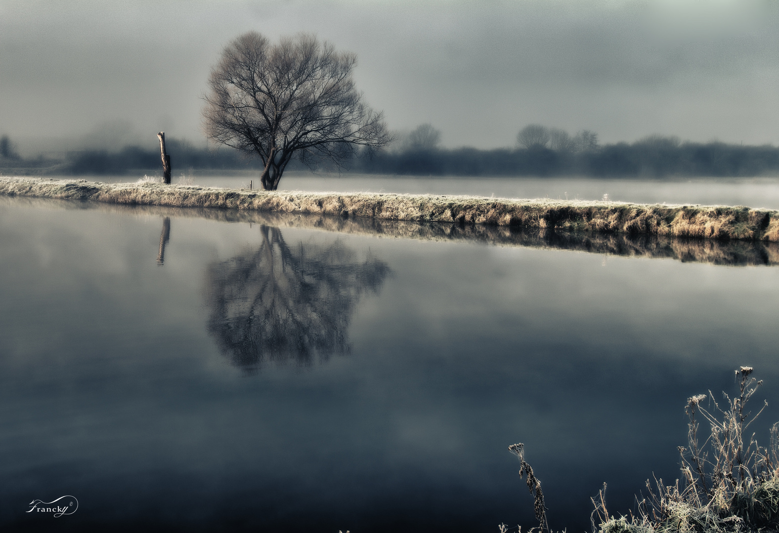 un arbre en hiver