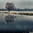 un arbre en hiver