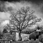 Un arbre en hiver