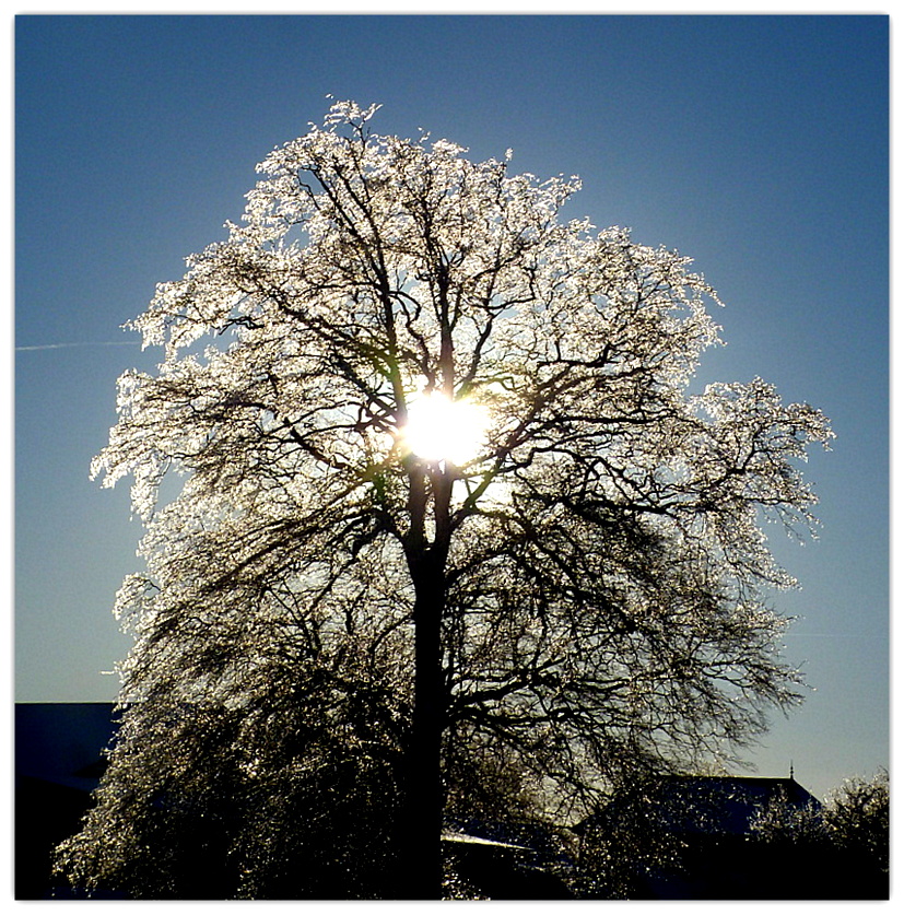 un arbre en hiver..