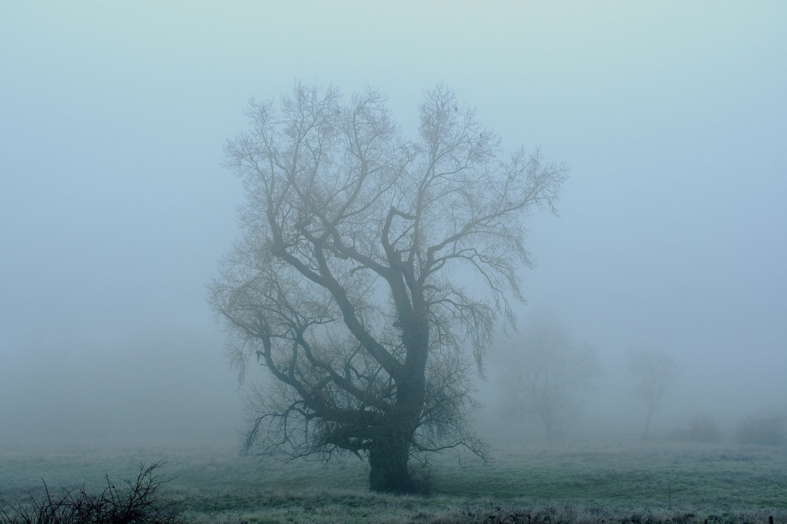 Un arbre en hiver