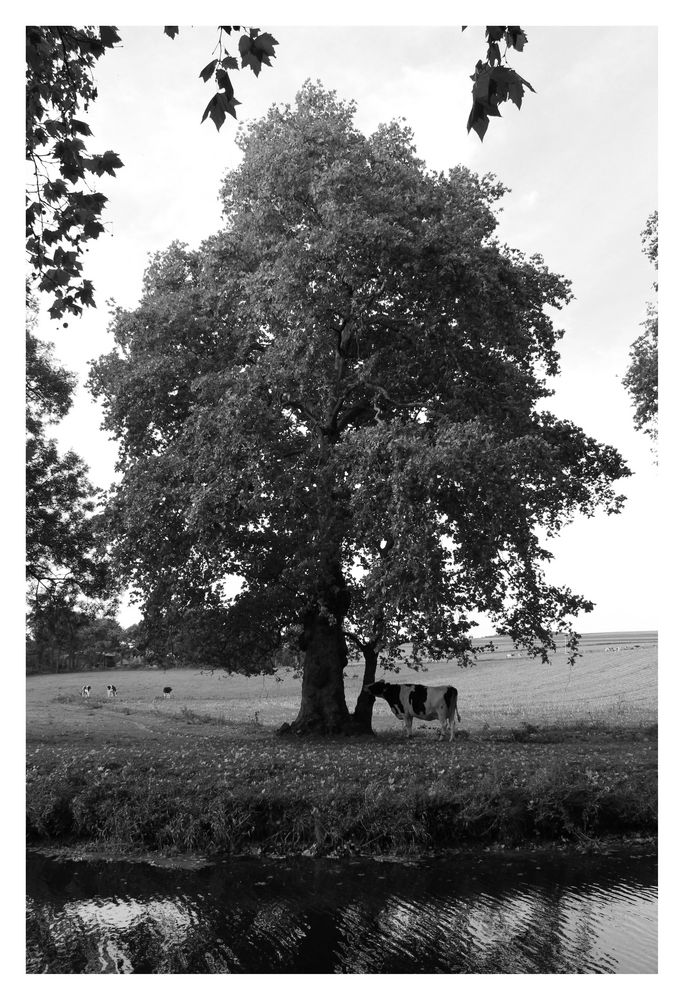 Un arbre et une vache