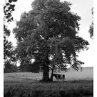 Un arbre et une vache