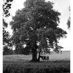 Un arbre et une vache