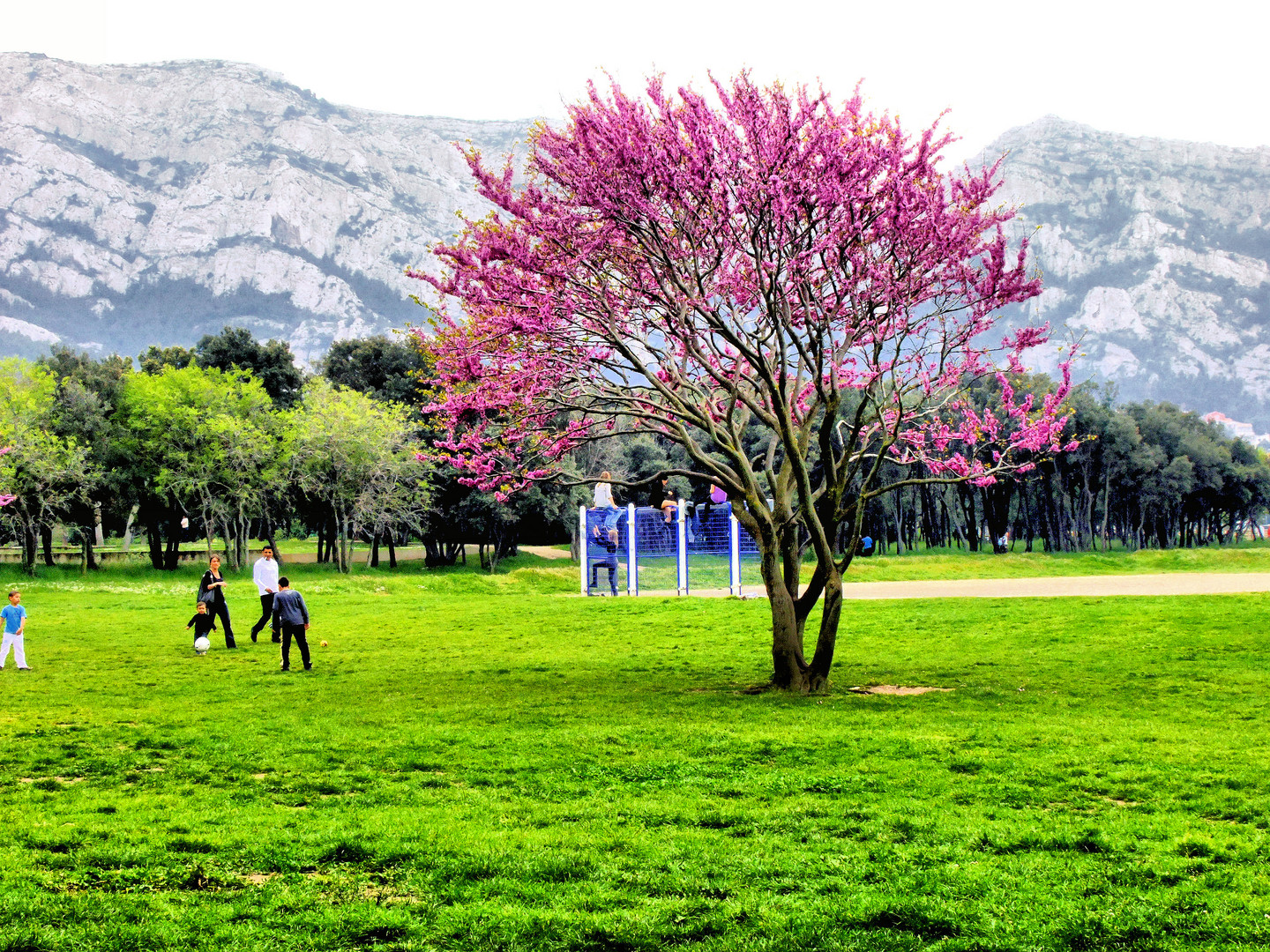 Un arbre fait le Printemps