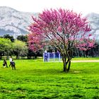 Un arbre fait le Printemps