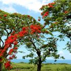 Un Arbre Mytique de l'ile de la Reunion nommé le Flamboyant