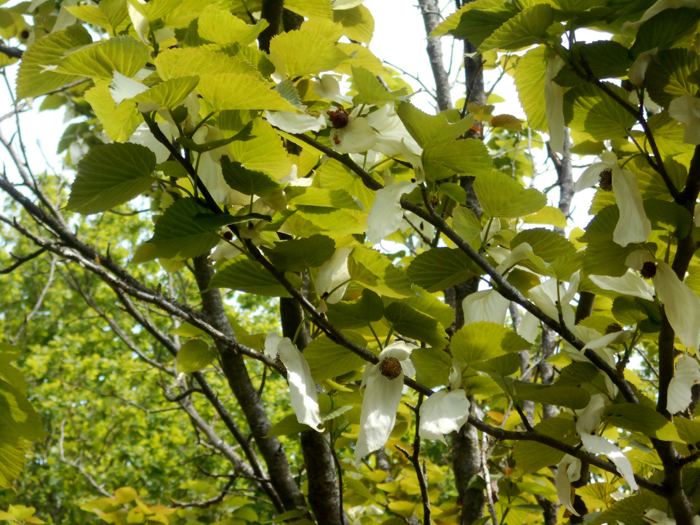 Un arbre rare dans notre jardin : l'arbre aux mouchoirs