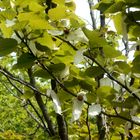 Un arbre rare dans notre jardin : l'arbre aux mouchoirs