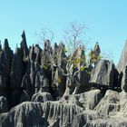 un arbre s'accroche aux Tsingy 