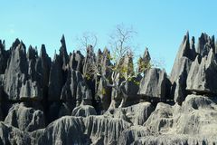 un arbre s'accroche aux Tsingy 