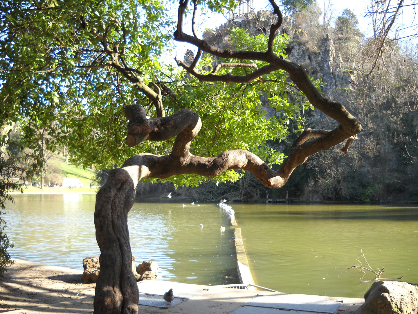 Un arbre sinueux au Parc des Buttes Chaumont