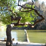 Un arbre sinueux au Parc des Buttes Chaumont