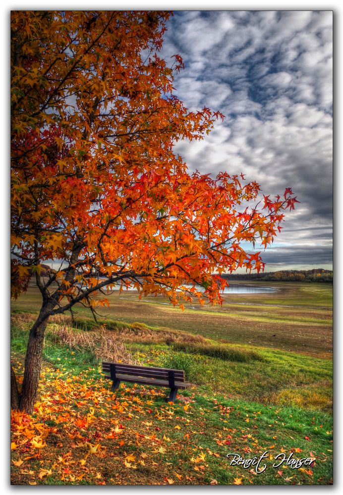 Un arbre, un banc