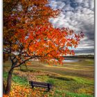 Un arbre, un banc