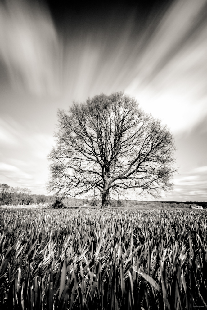 un arbre, un champ, la vie photo et image | arbres, noir et blanc