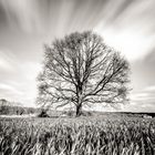 un arbre, un champ, la vie