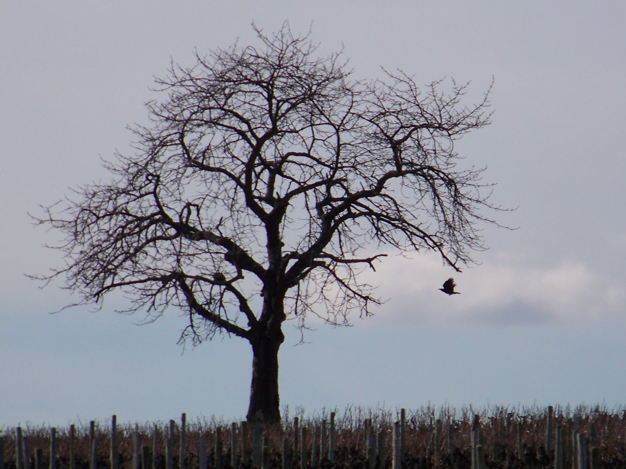 un arbre, un corbeau