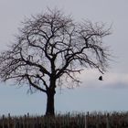 un arbre, un corbeau