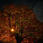 Un arbre, un soir, en automne....