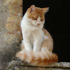 Un Aristogatto