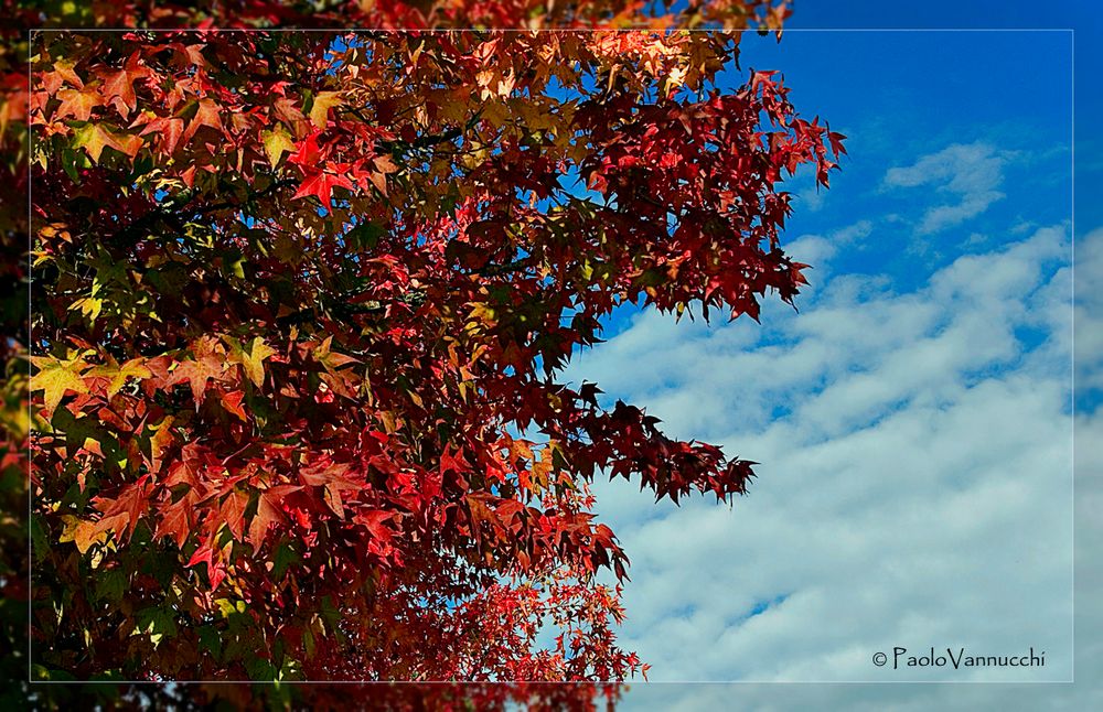 un assaggio d' autunno....